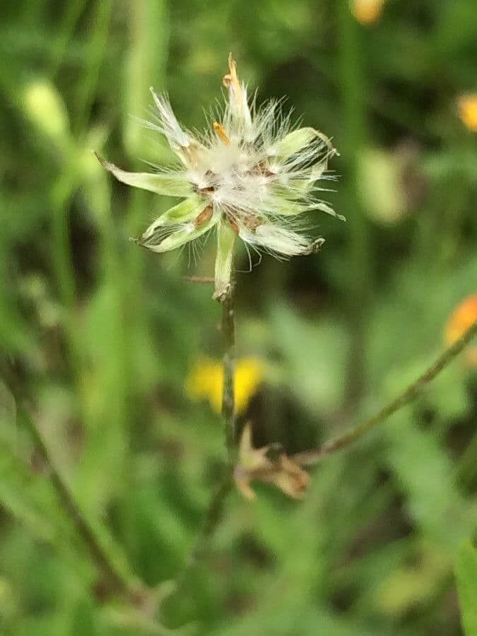 Radicchiella capillare 5