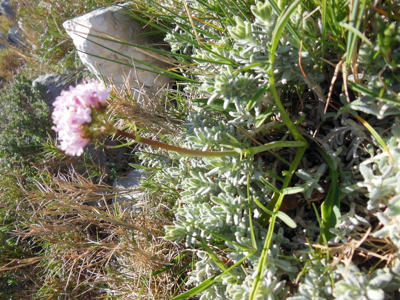 Valeriana tuberosa 12