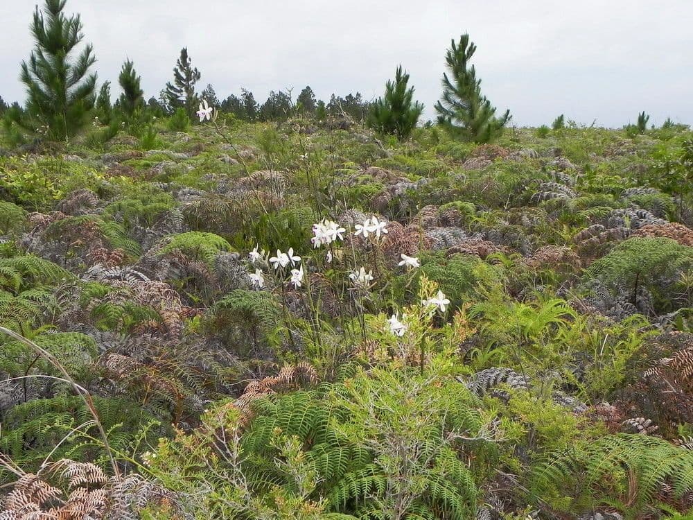 Eriaxis rigida 8