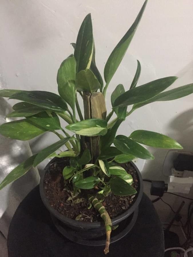 Monstera 7