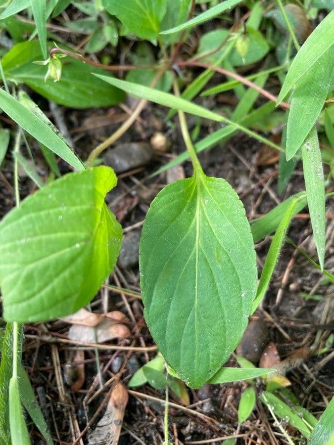Viola lanceolata 14