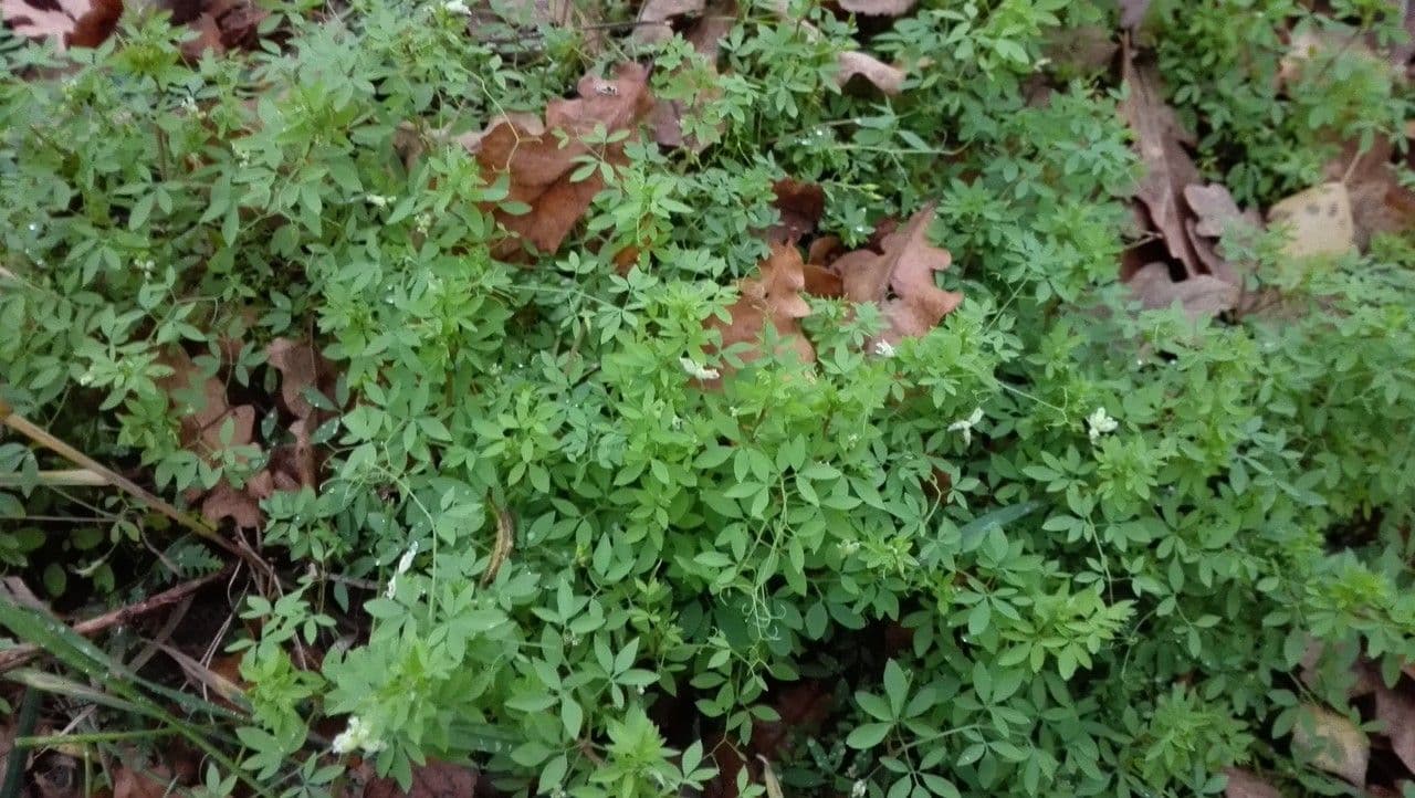Corydalis claviculata 12
