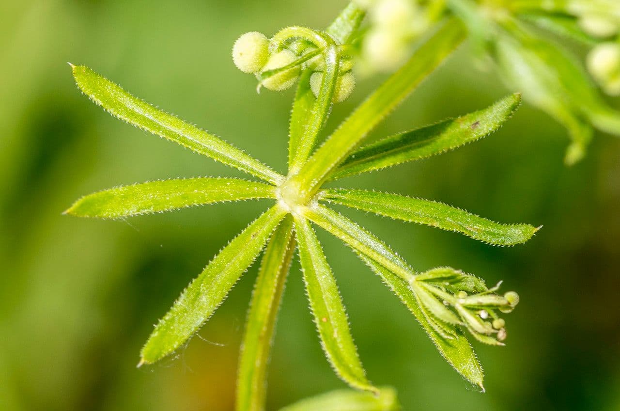 Corn-cleavers 20