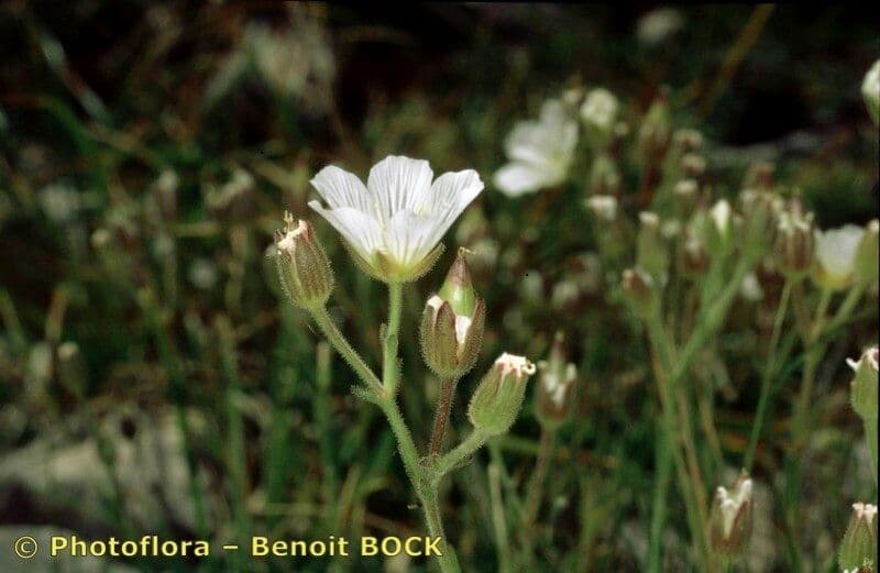 Cherleria capillacea 20