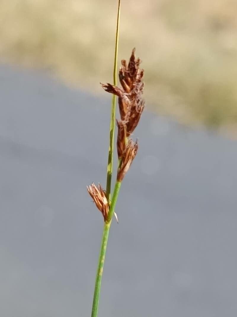Lisca compressa 6