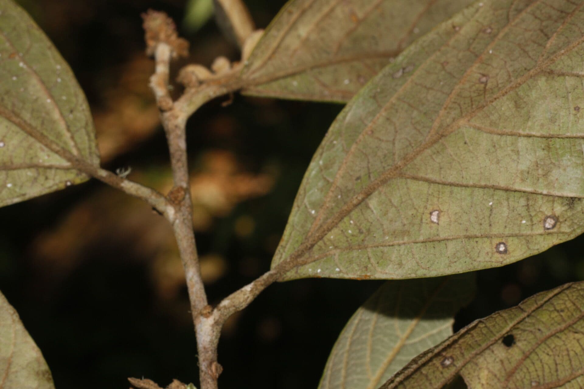 Molinadendron 16