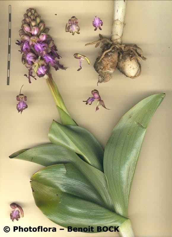 Orchis géant 26