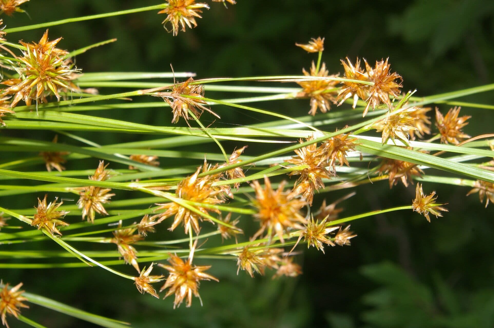 Rhynchospora 6