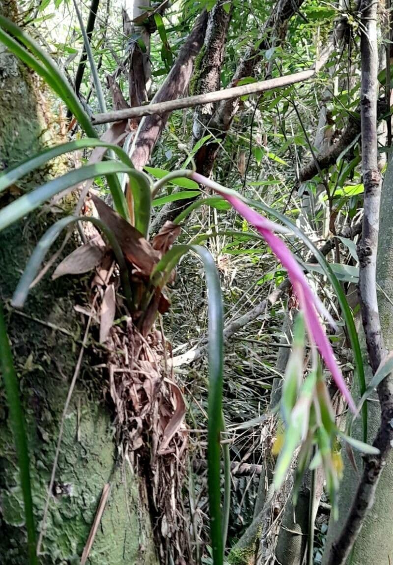 Billbergia pendula 8