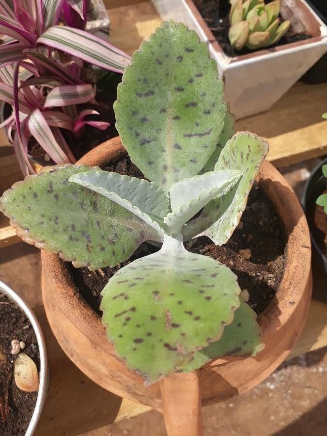Kalanchoe 2