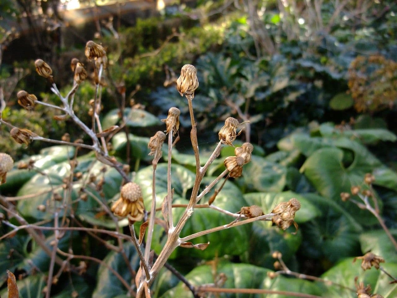 Léopardplant 12