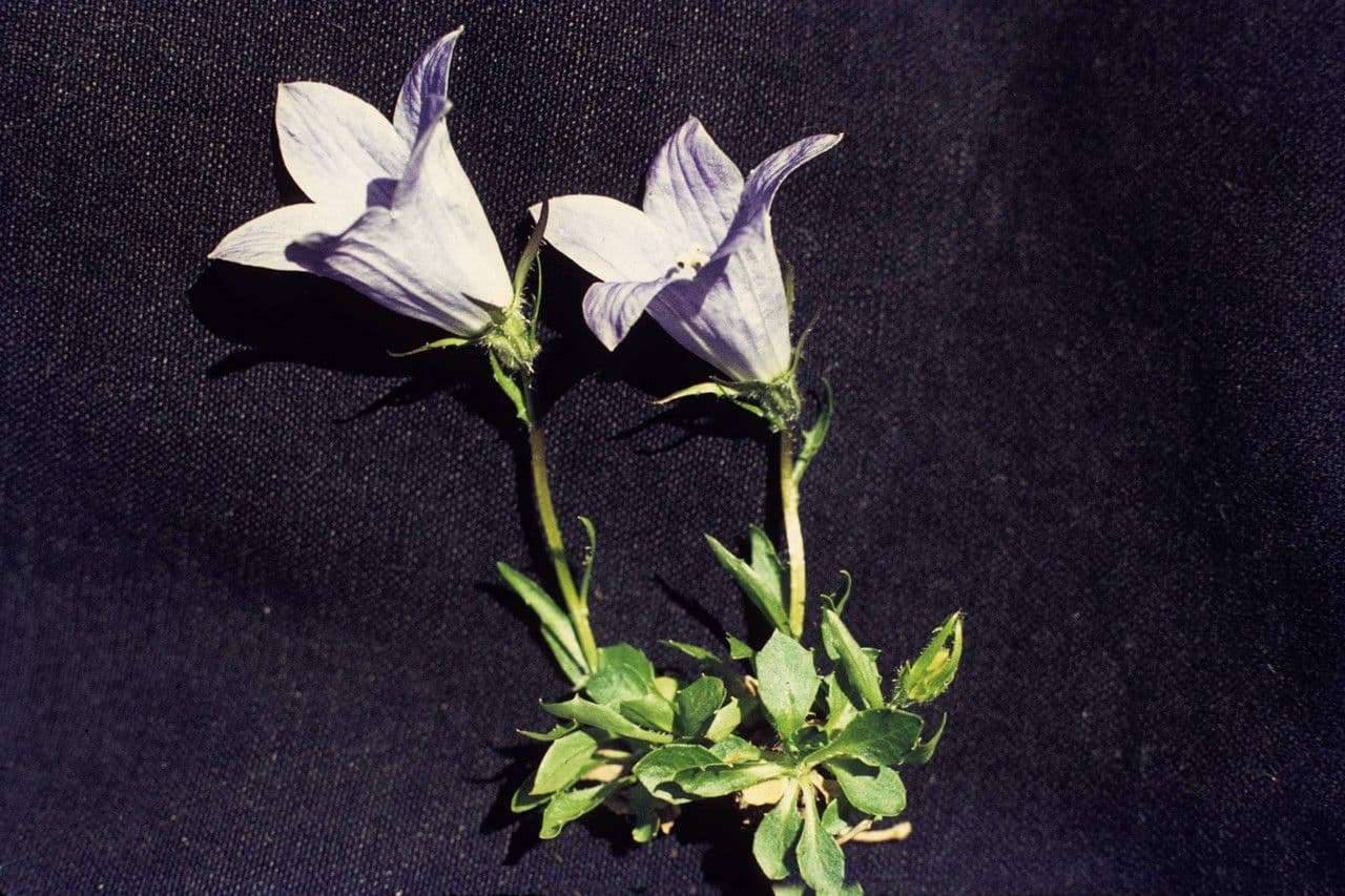 Genzianella pelosa 8