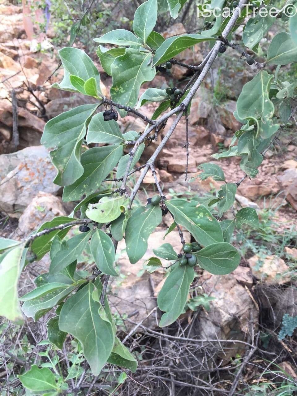 Afrocanthium gilfillanii