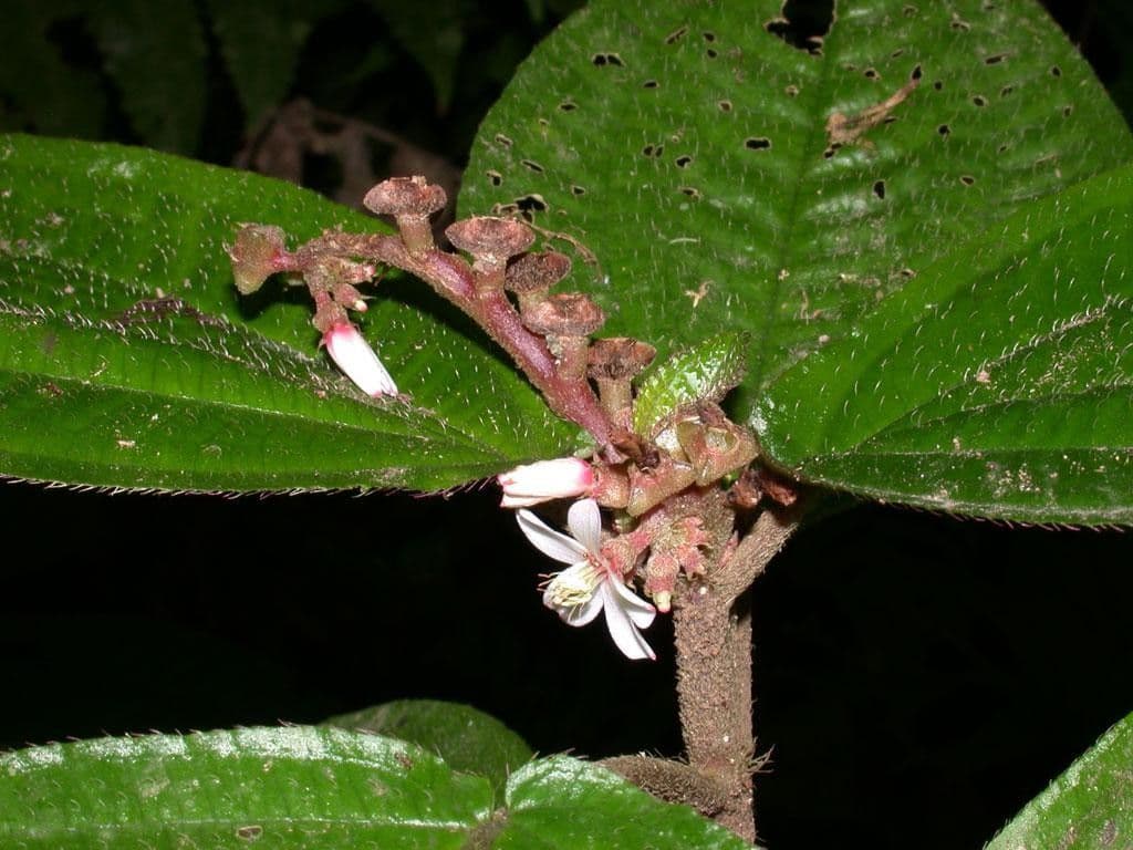Triolena 8