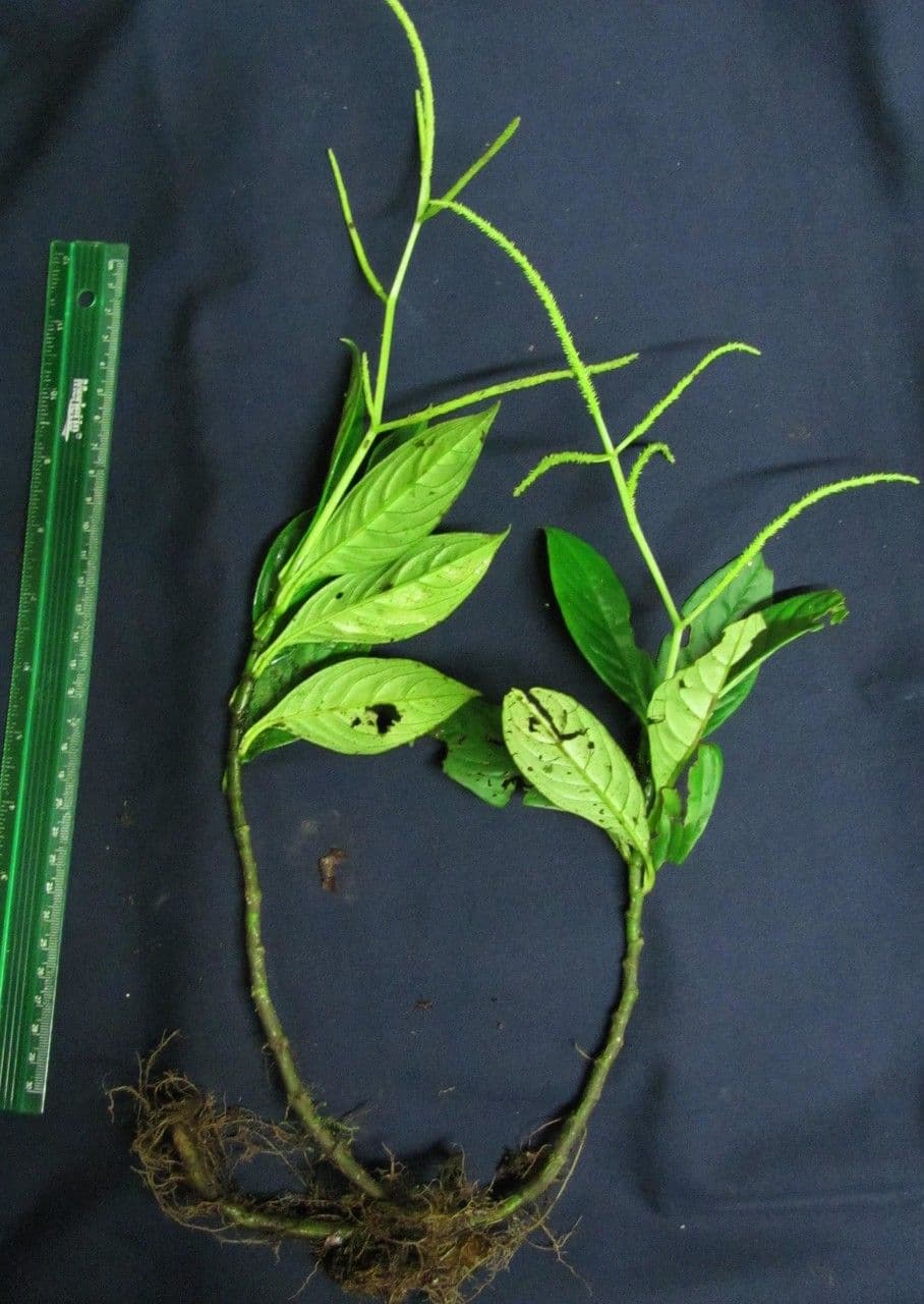 Peperomia