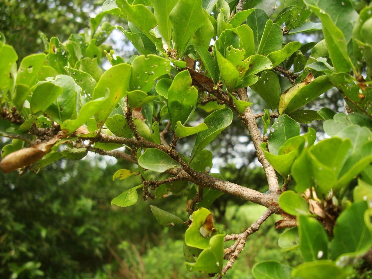 Ciliegio di Barbados 25