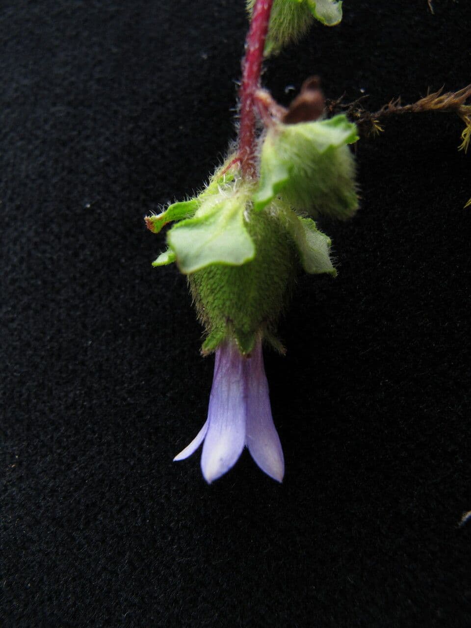 Cyananthus 7