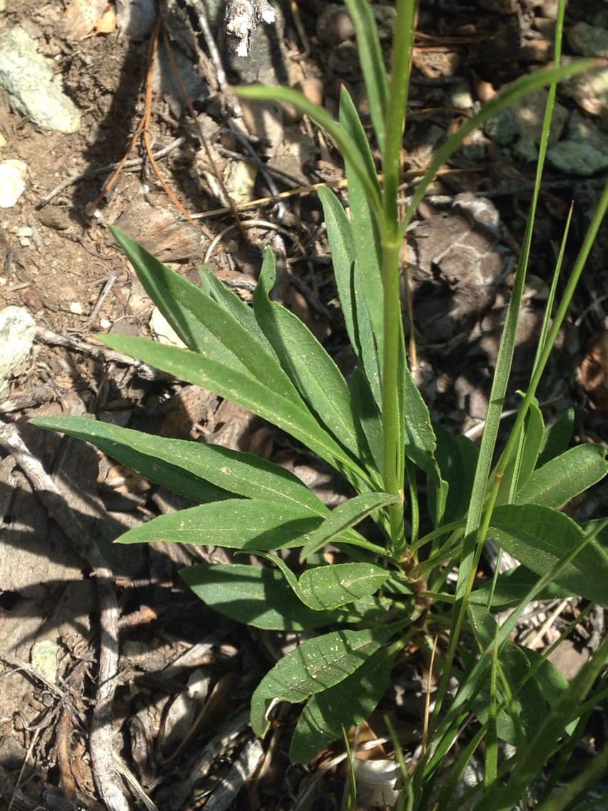 Penstemon esile 12