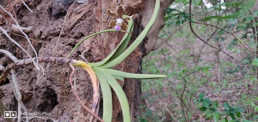 Vanda 9