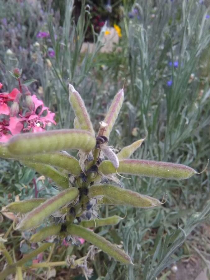 Lupinus texensis