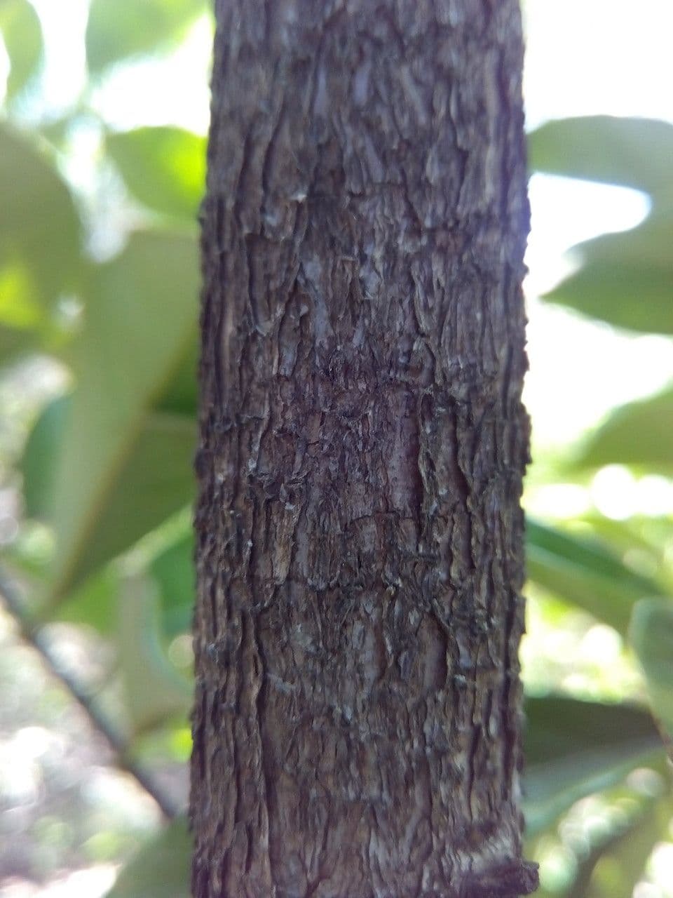 Noce moscata 22