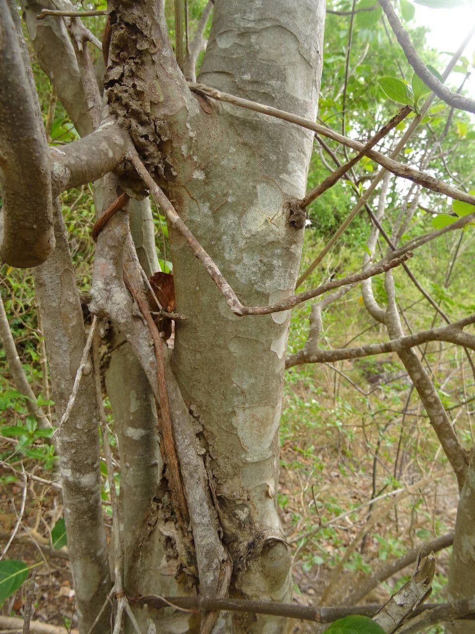 Guettarda scabra 21