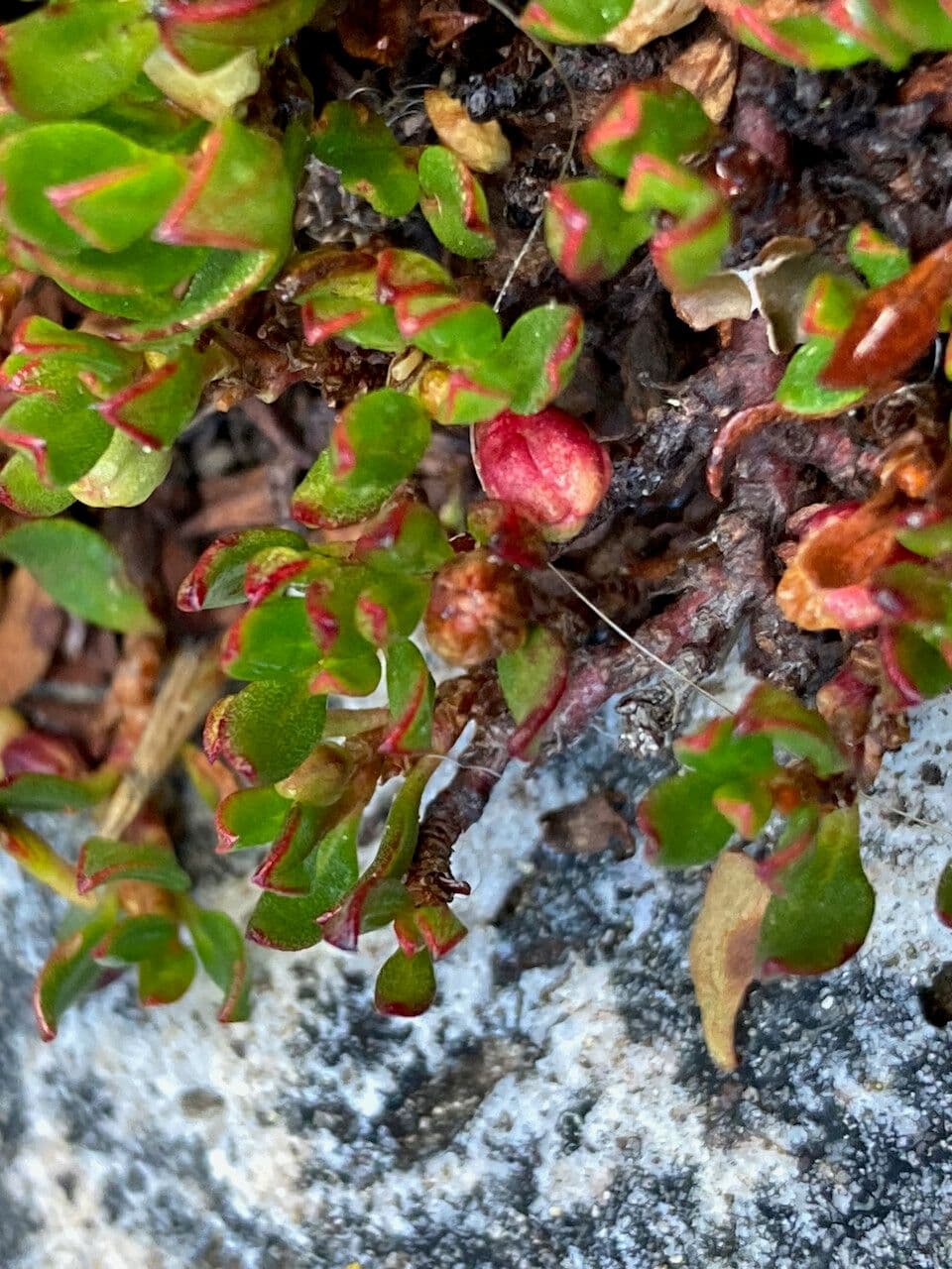 Muehlenbeckia 7