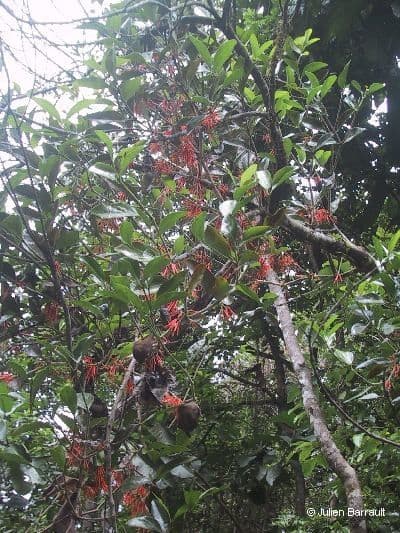 Amyema 8
