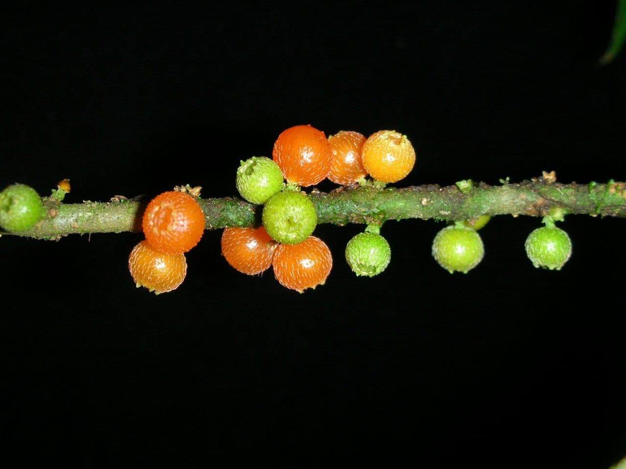 Henriettea tuberculosa