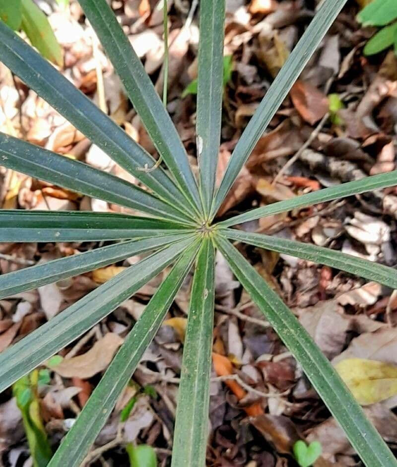 Coccothrinax