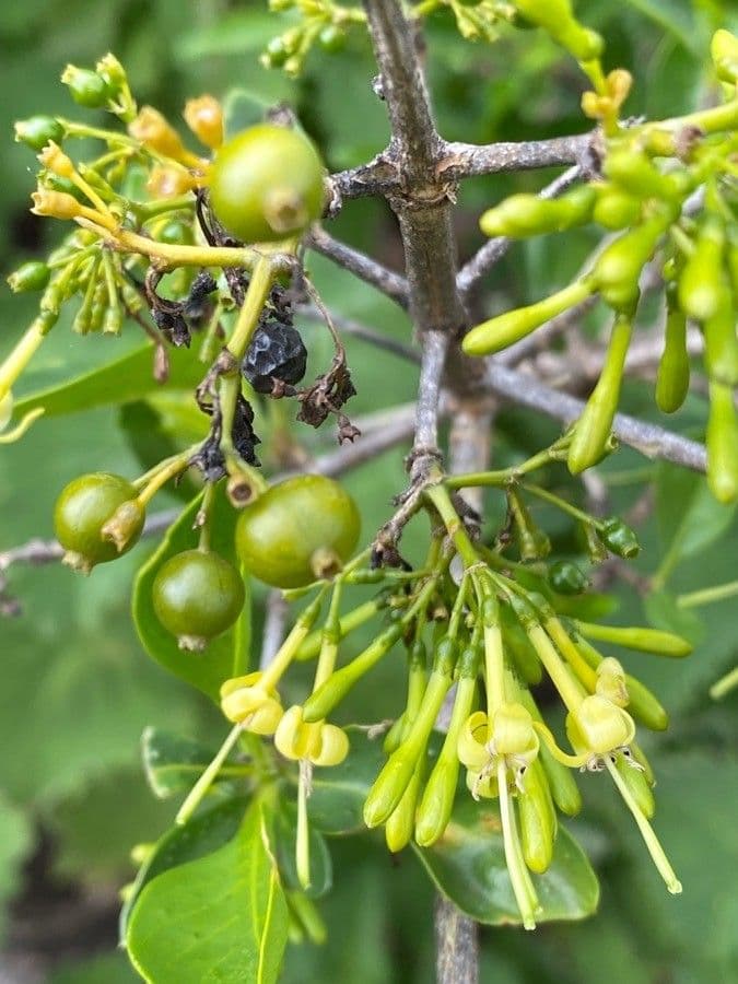 Coptosperma graveolens 5