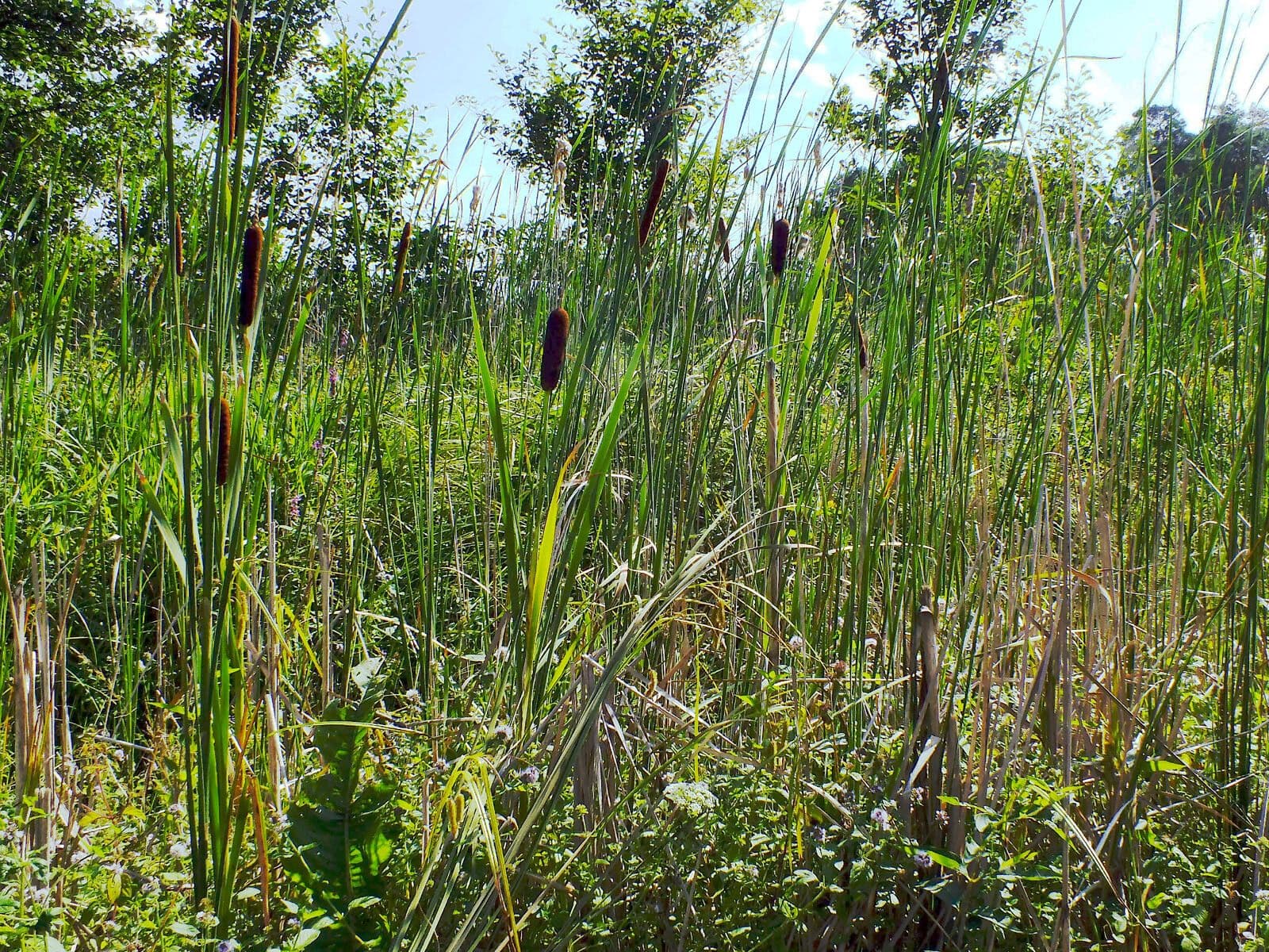 Typha laxmannii 9