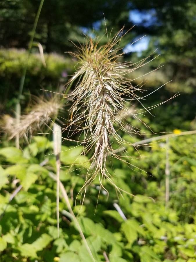 Elymus canadensis 4
