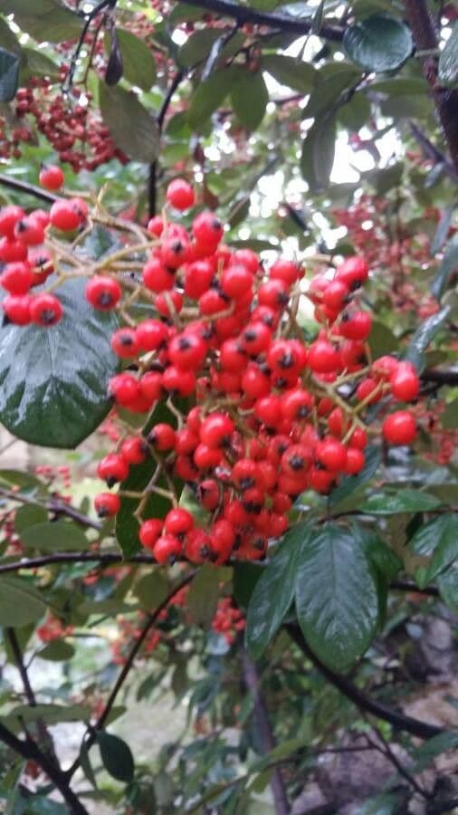 Cotoneaster