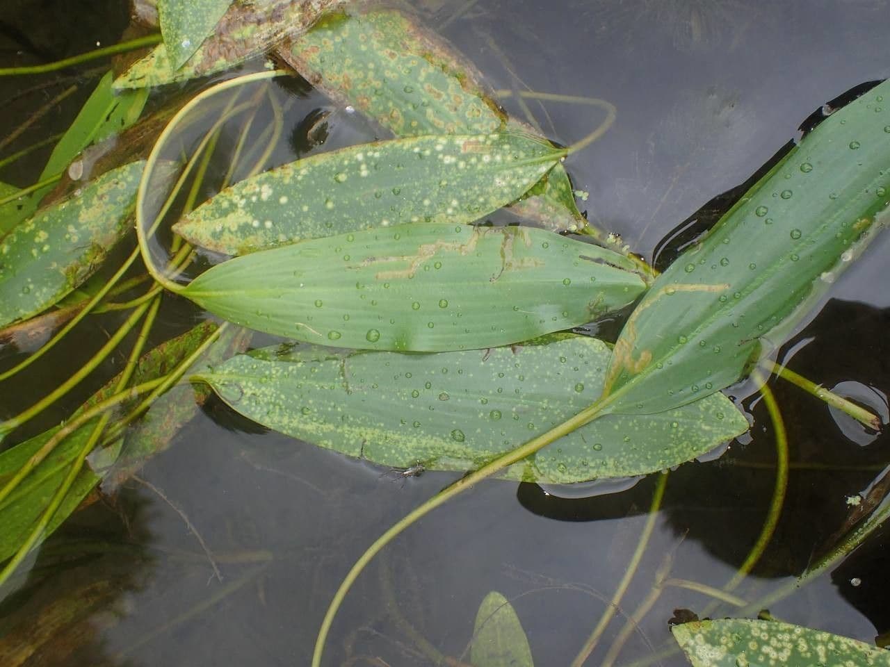 Brasca nodosa 13