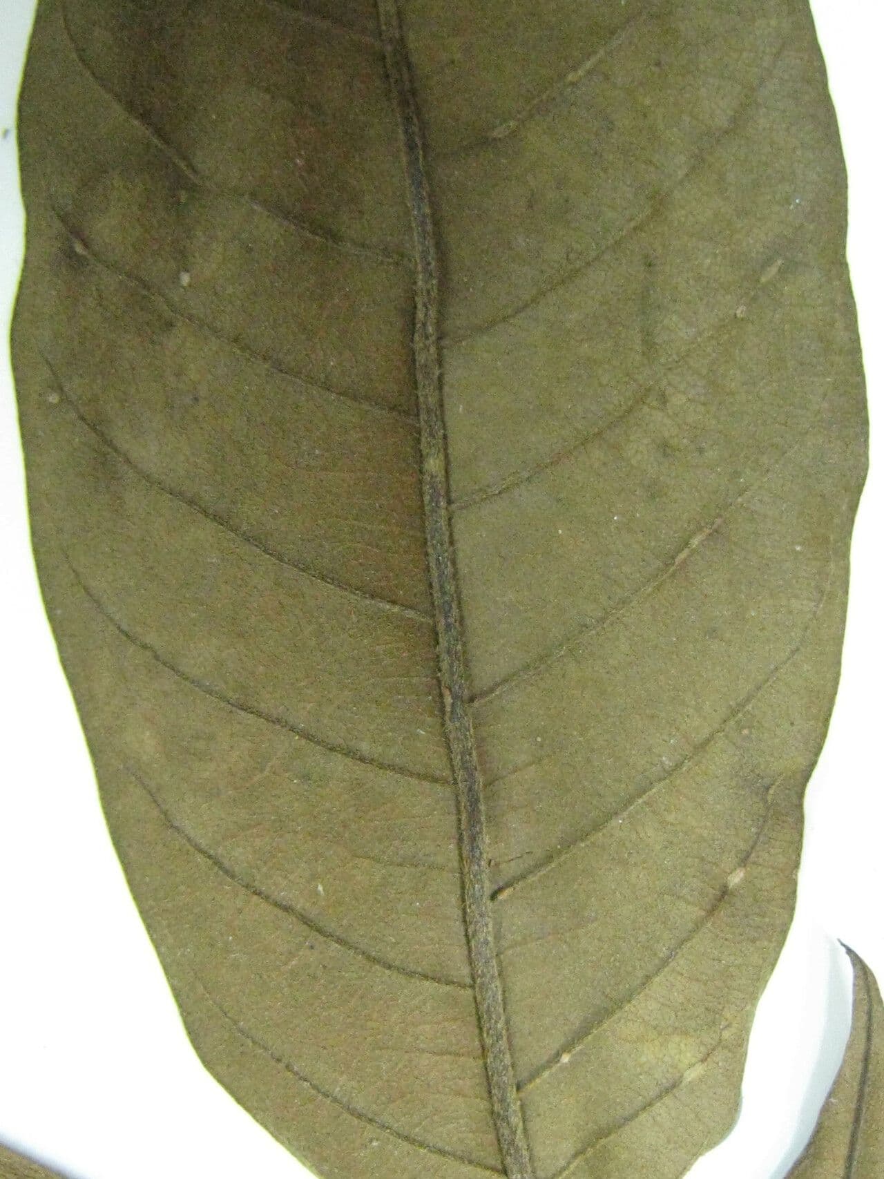 Vochysia 5