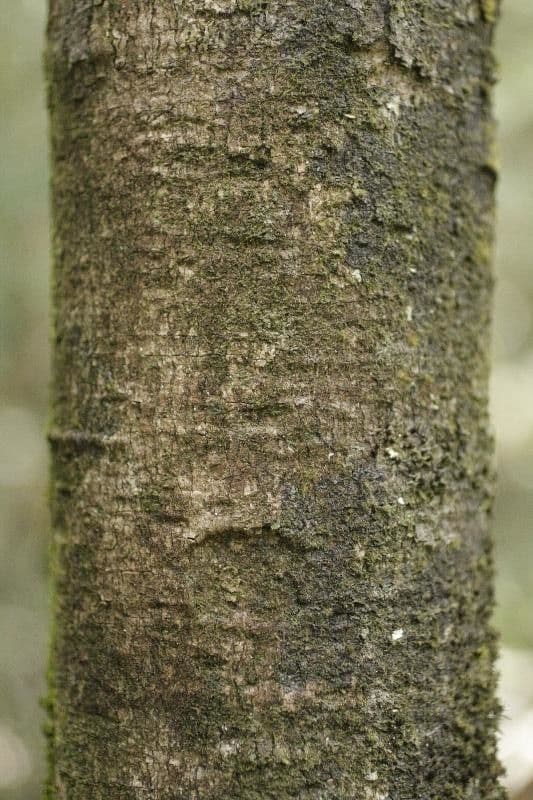 Rudgea 3