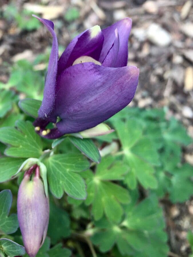 Alpine columbine 27