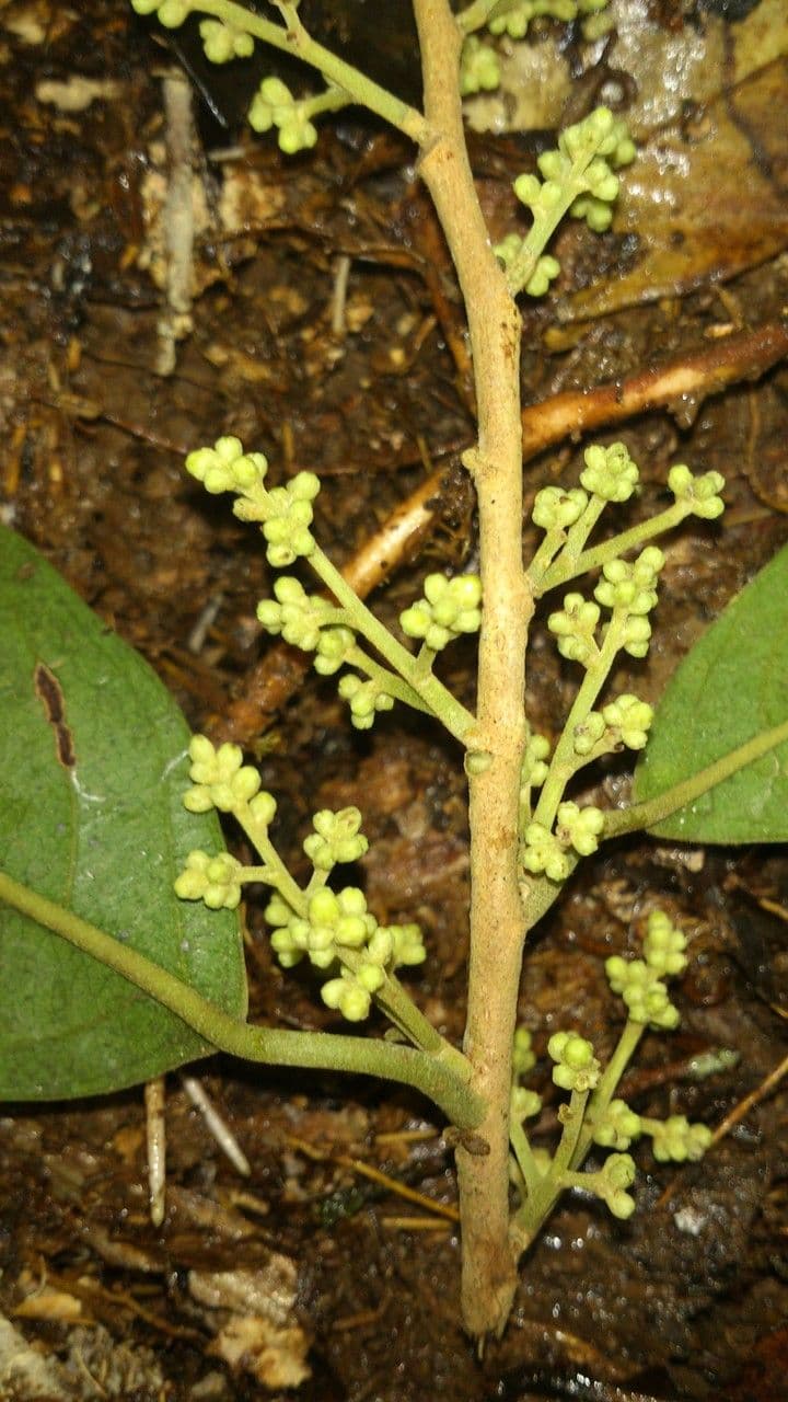 Dendrobangia 2