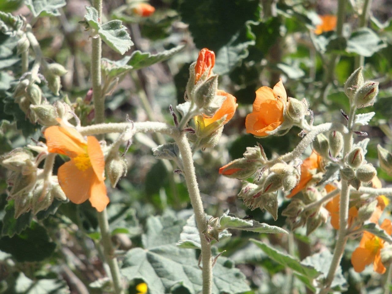 Malva di Coulter 7