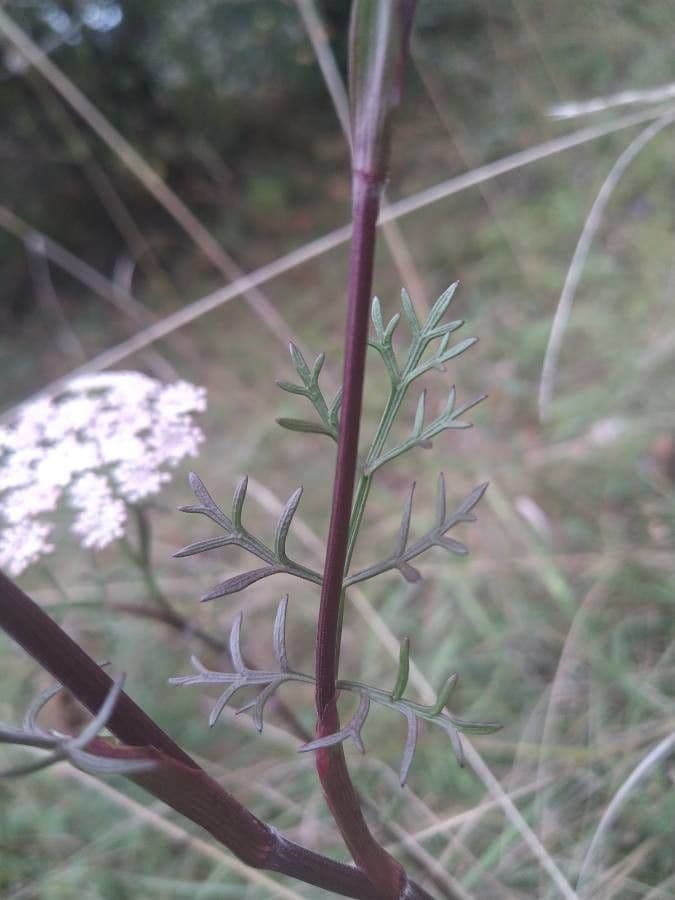 Seseli annuum 18