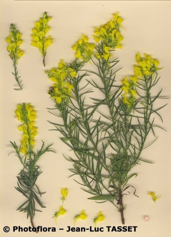 Schmalblättriges Leinkraut 22