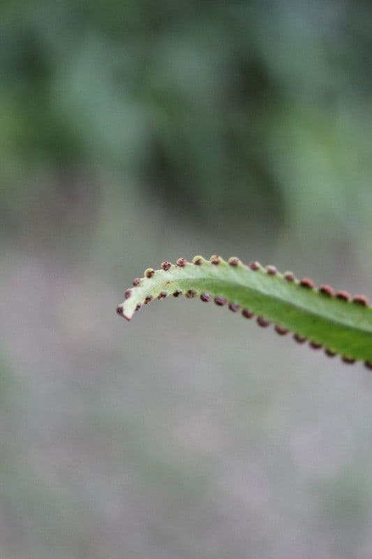 Nephrolepis 21