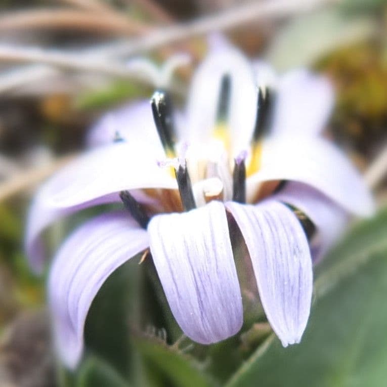 Perezia