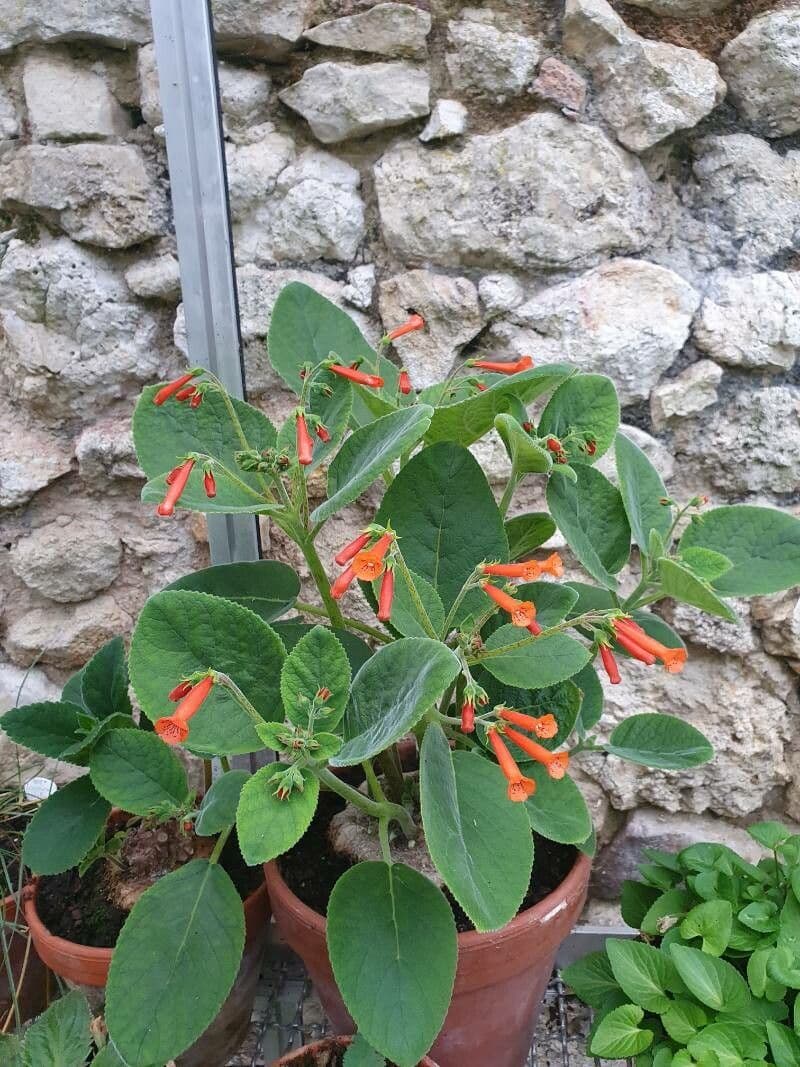 Sinningia