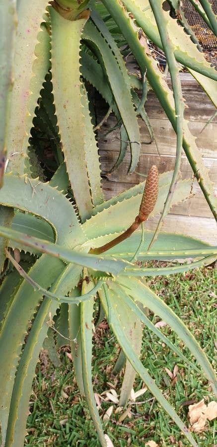 Baum-Aloe