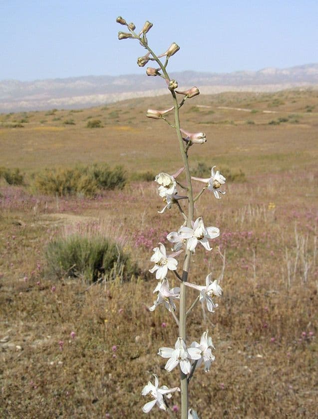 Delphinium gypsophilum 8