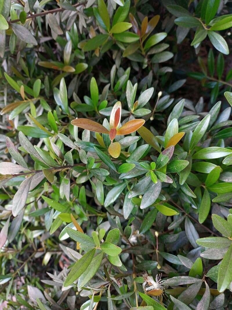 Syzygium 4