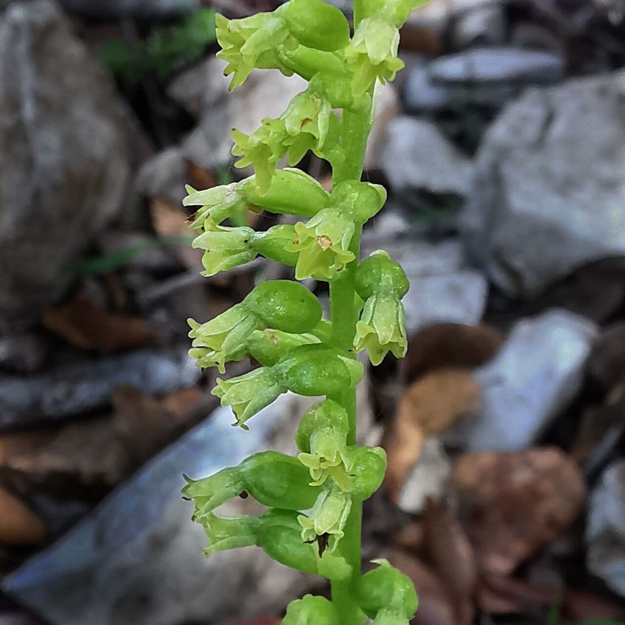 Gennaria diphylla 9