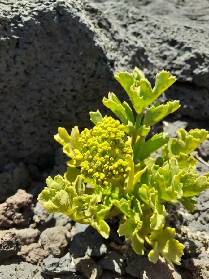 Astydamia 3
